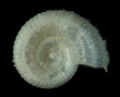 Adeuomphalus&nbsp;ammoniformis